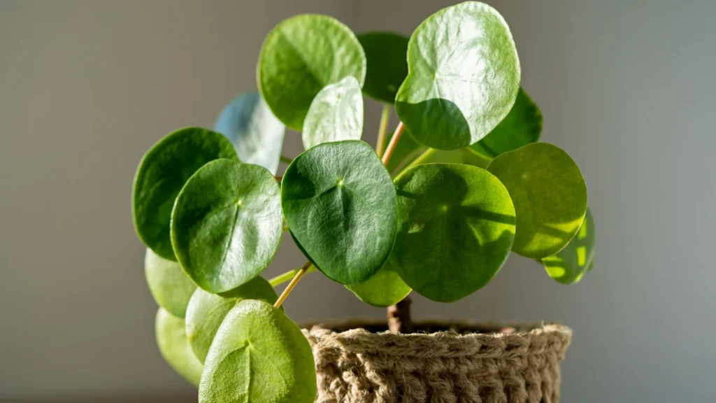 Chinese Money Plant