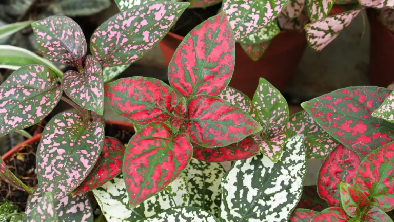 Polka dot Plant