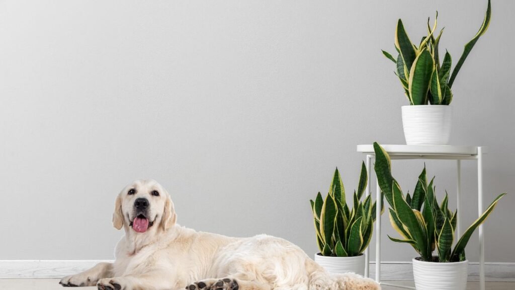 Are Snake Plants Toxic to Dogs?