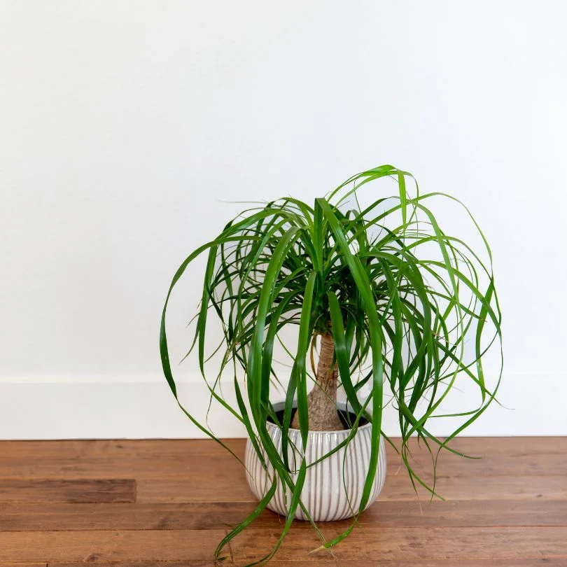 Pony tail Palm