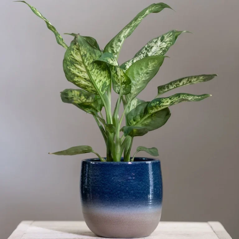 Dumb Cane Plant