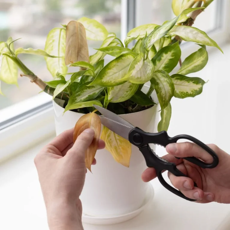 Dieffenbachia pruning