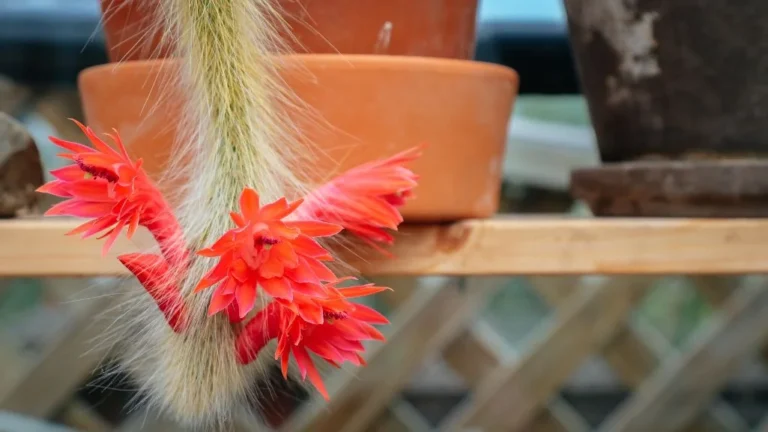 Monkey Tail Cactus