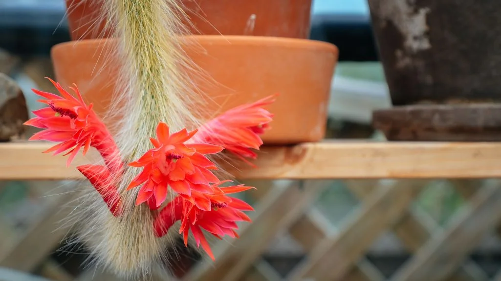 Monkey Tail Cactus