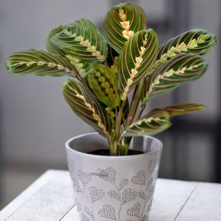 prayer plant