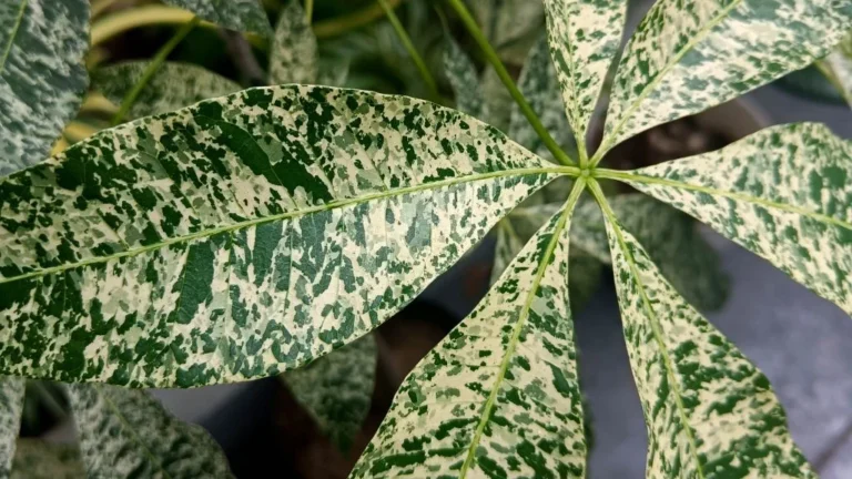 variegated money tree