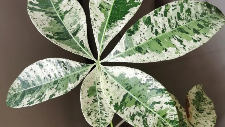 variegated money tree