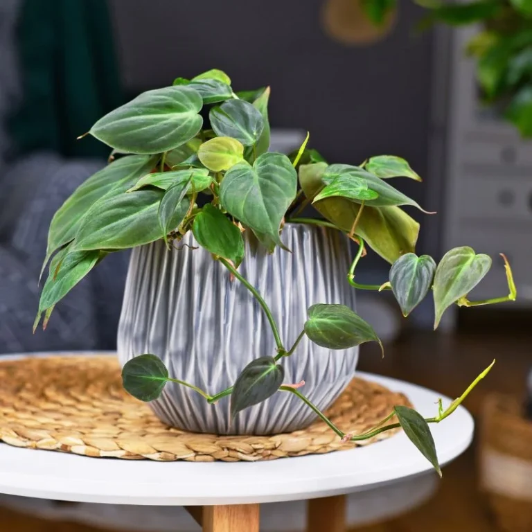 Philodendron Mican