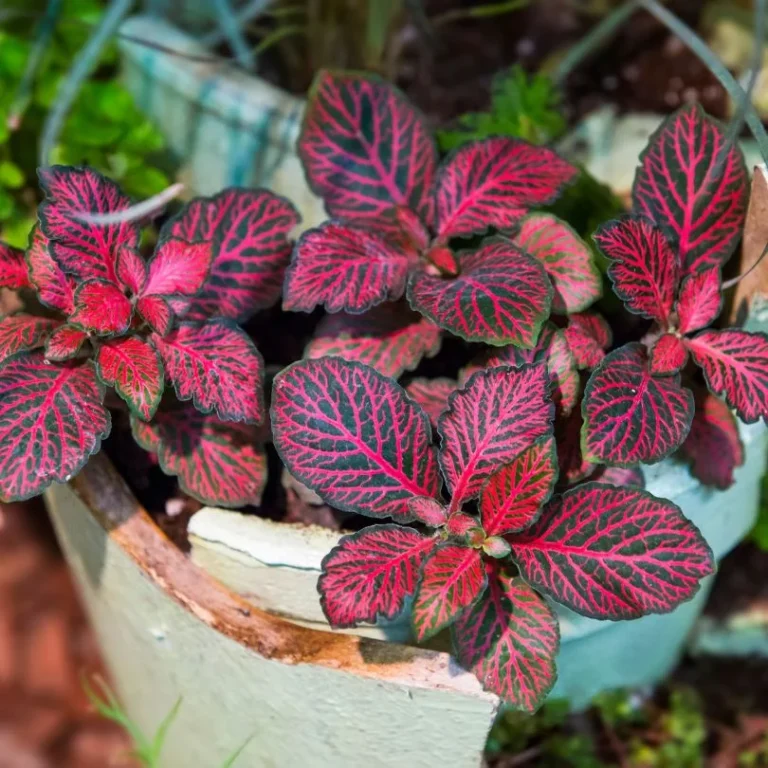 Mosaic Plant (Fittonia albivenis)​