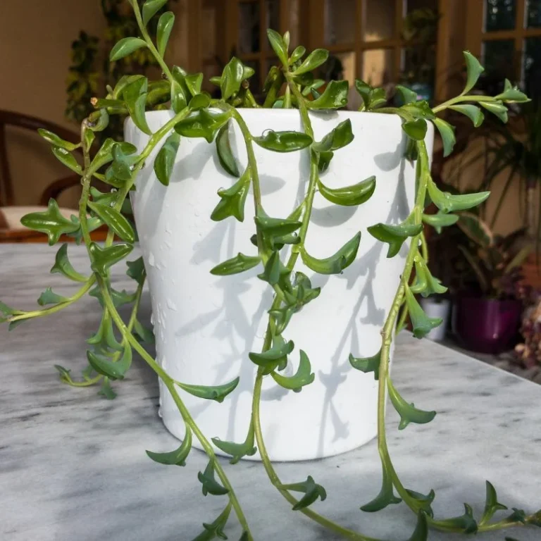 String of Dolphin (Senecio peregrinus)​