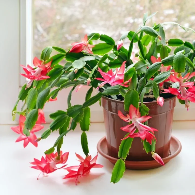 Christmas cactus