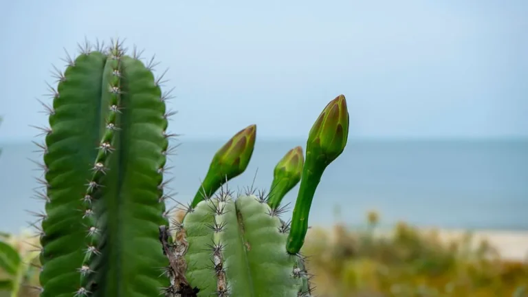 Peruvian Apple Cactus