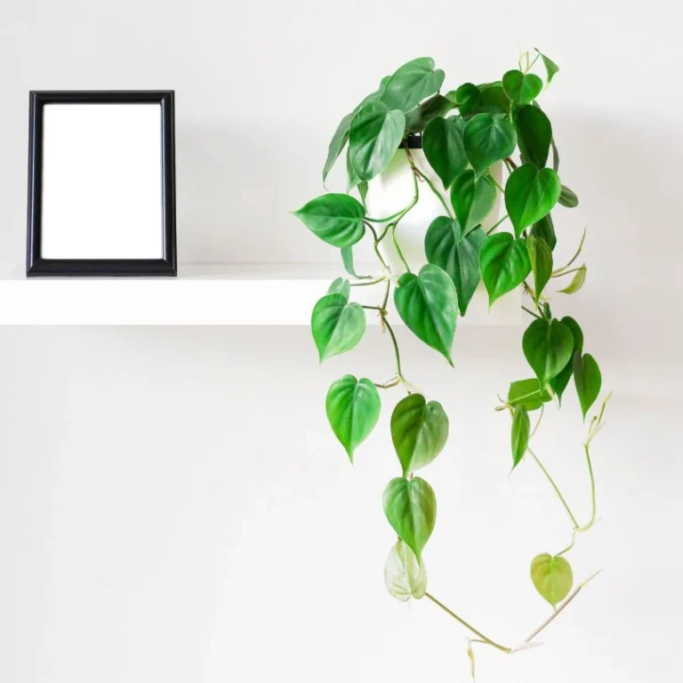 Heartleaf Philodendron