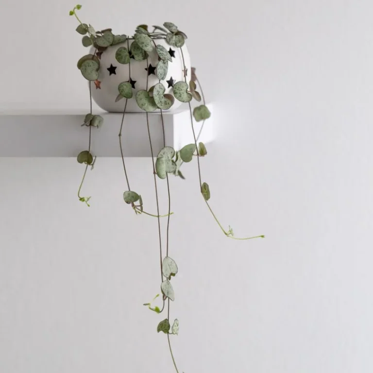 String of Hearts (Ceropegia woodii)​