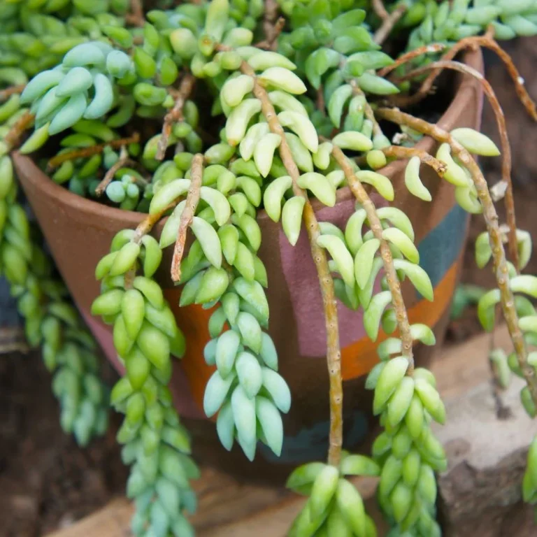 Burro’s Tail (Sedum morganianum)​