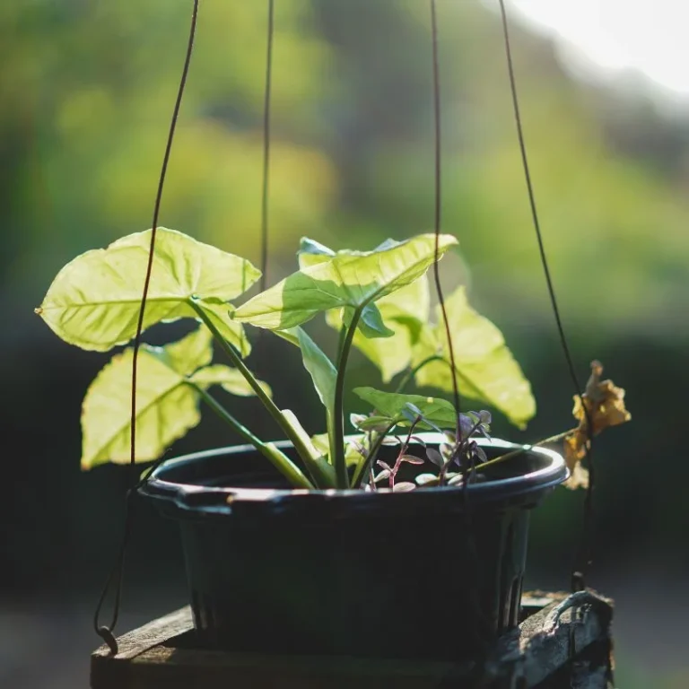 Arrowhead Plant