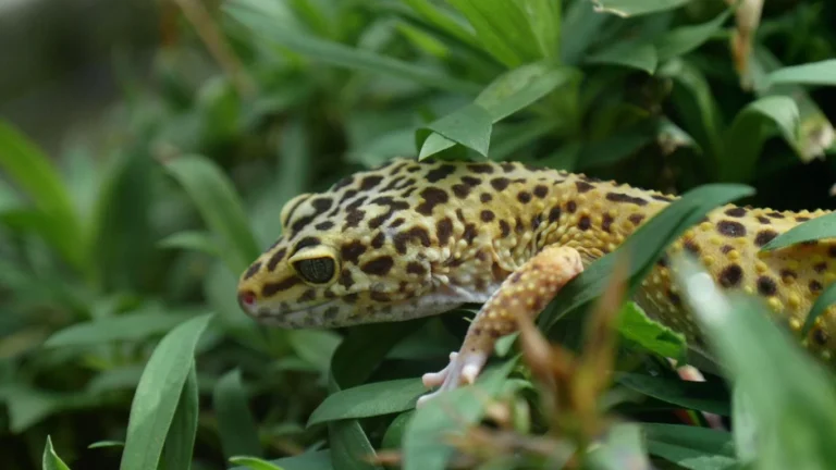 Are pothos safe for geckos?