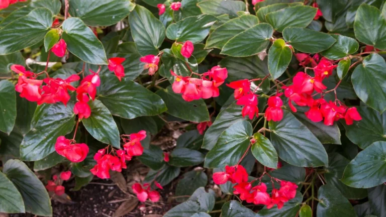 Begonia Mallacoota