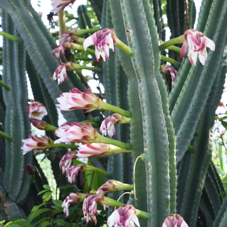 Peruvian Apple cactus flower