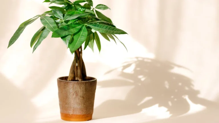 Money tree bonsai