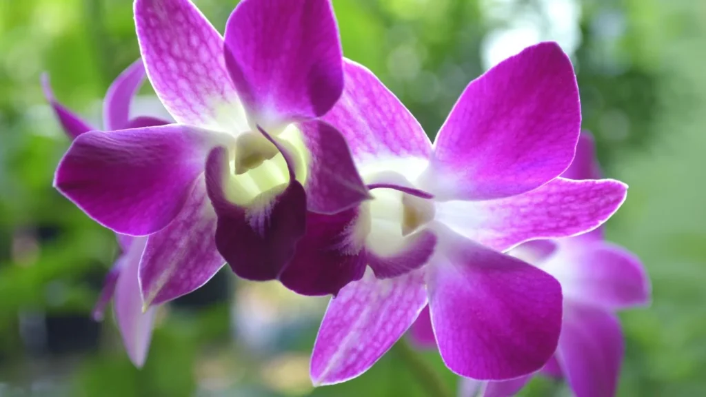 Dendrobium orchid