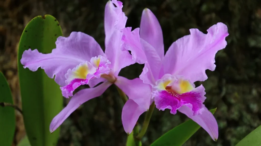 Cattleya orchid⁠