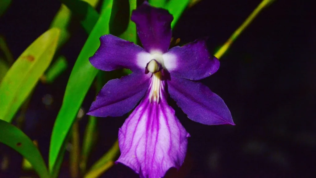 Orchid Miltonia Moreliana