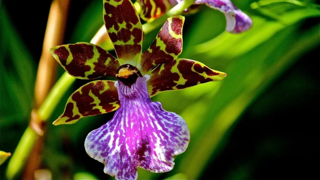 Zygopetalum Orchid