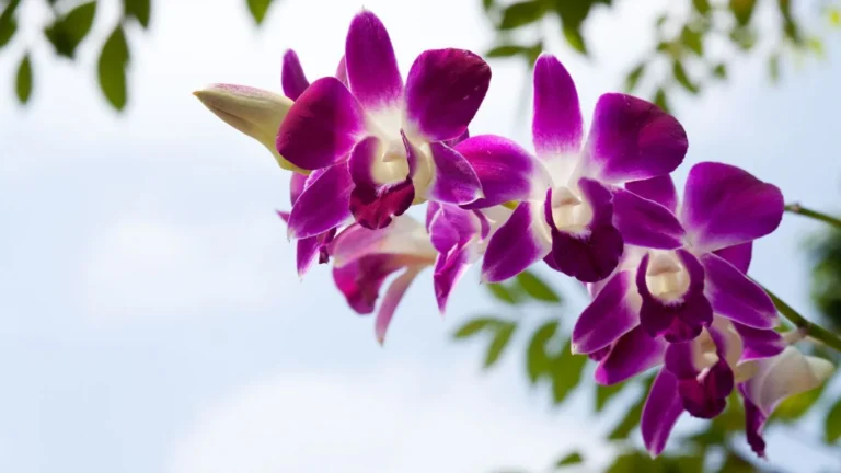 Purple Orchid