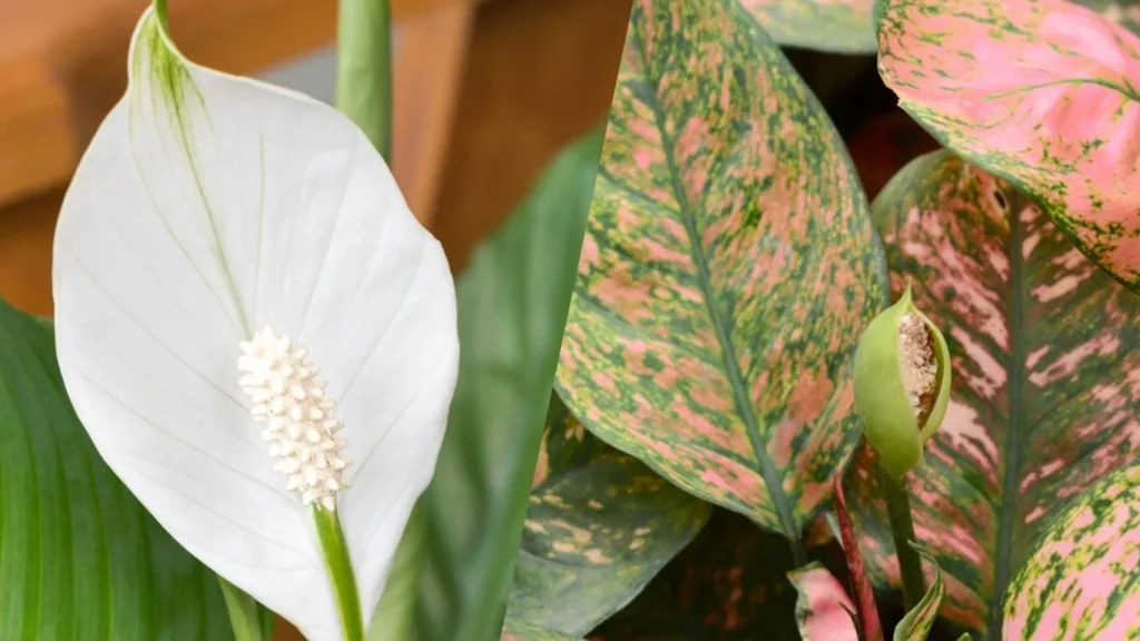 peace lily or chinese evergreen flower