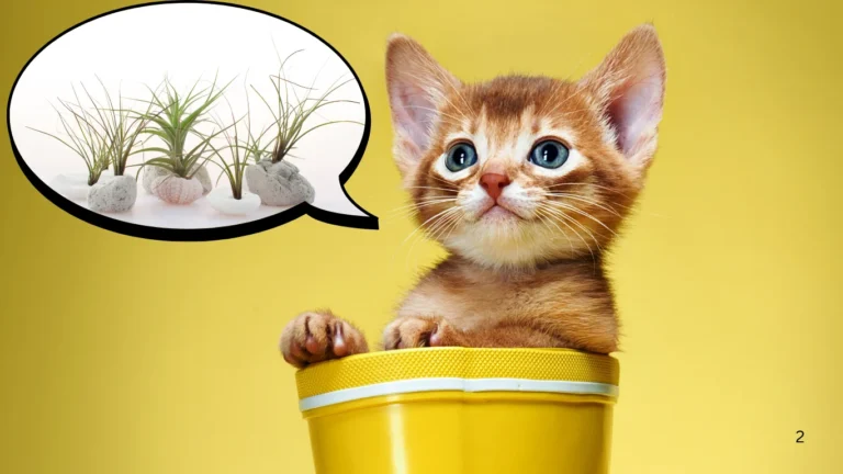 Are Air plants toxic to cats