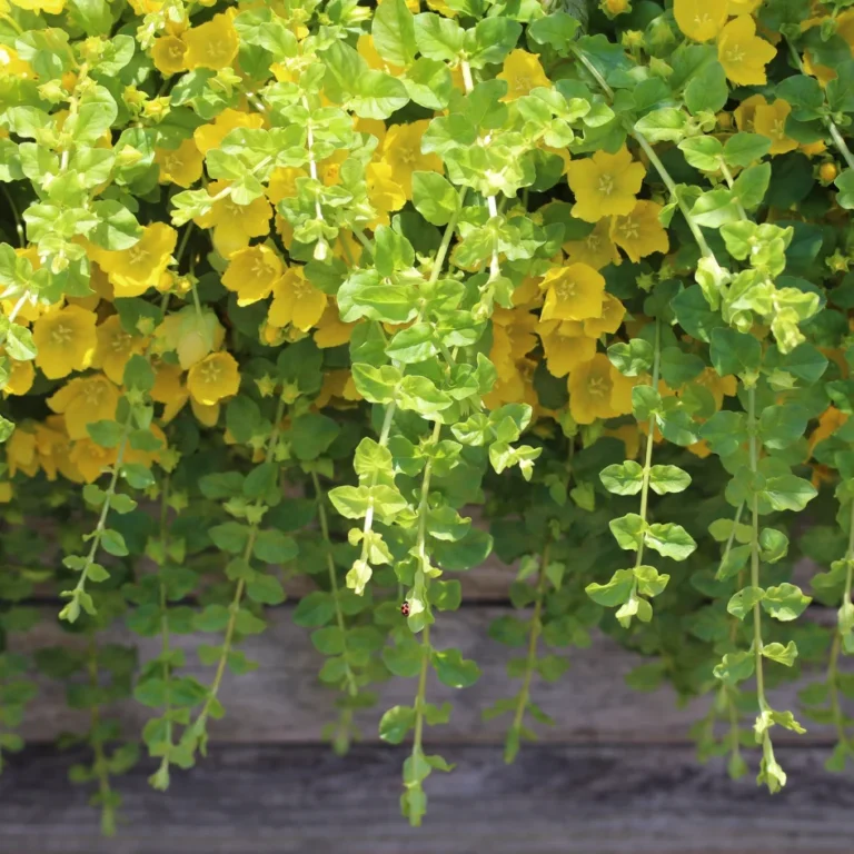 Creeping Jenny