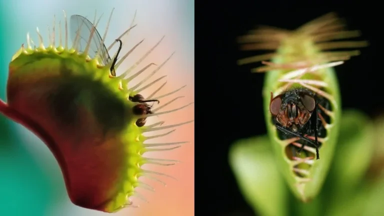 Feeding venus flytrap