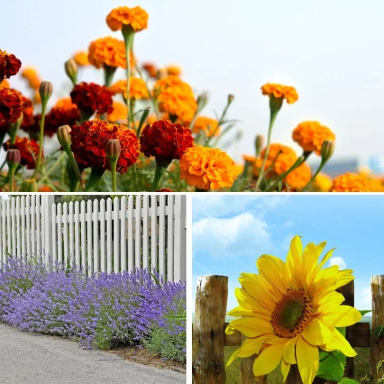 Sunny Area plants