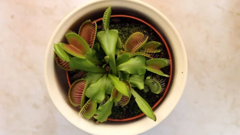 Venus flytrap