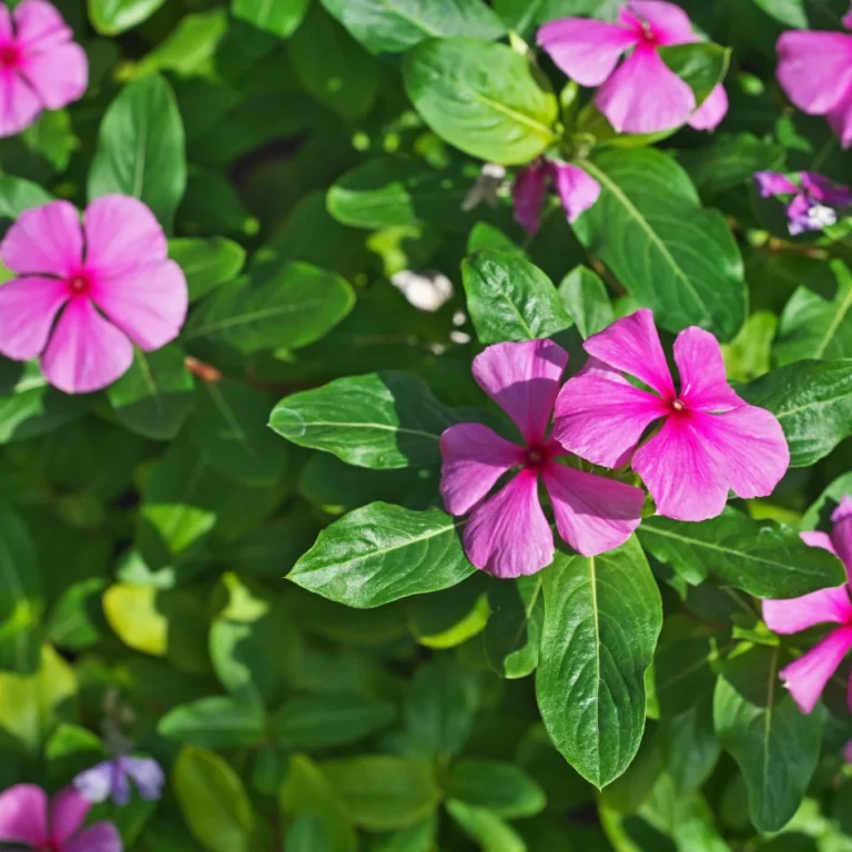 Vinca Minor