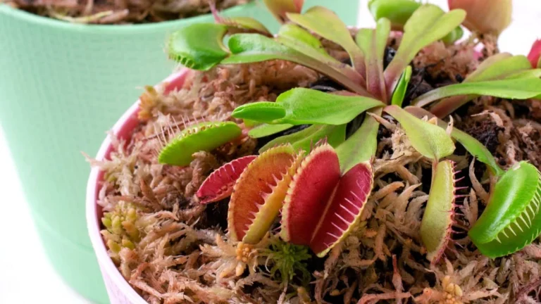 growing venus flytrap in sphagnum moss