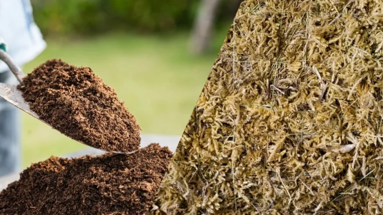 peat moss vs sphagnum moss