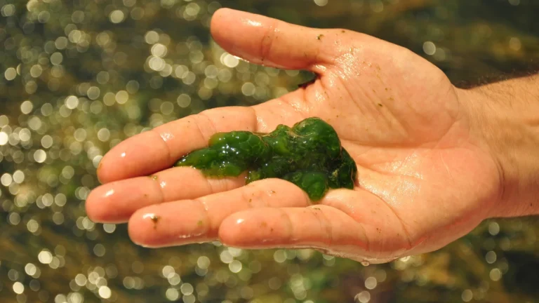Algae