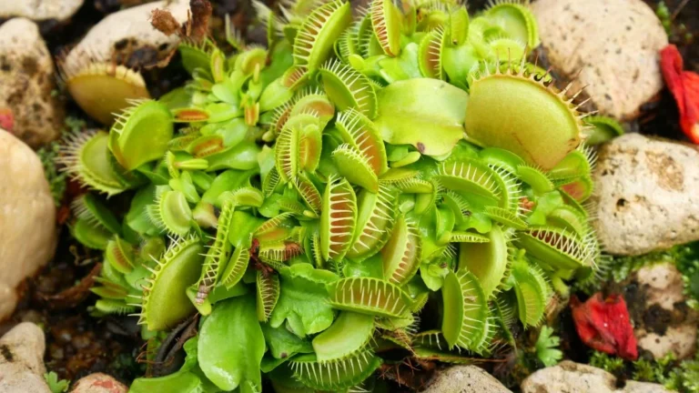 Can You Overfeed a Venus Flytrap