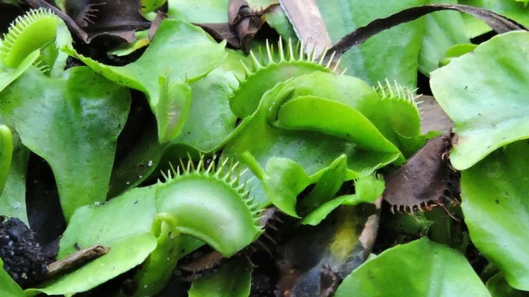 Dormant Venus Flytrap