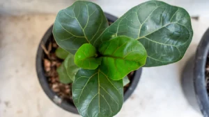 Fiddle leaf fig
