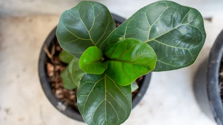 Fiddle leaf fig