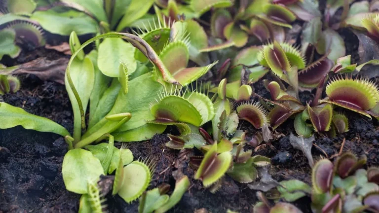 Venus Flytrap Dormancy