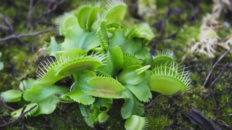 sprout coming from venus flytrap