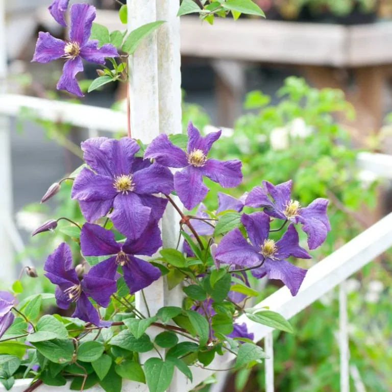 Clematis