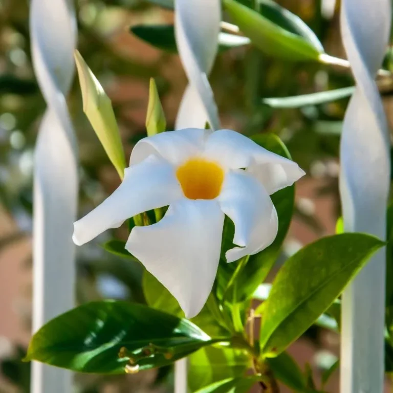 Dipladenia