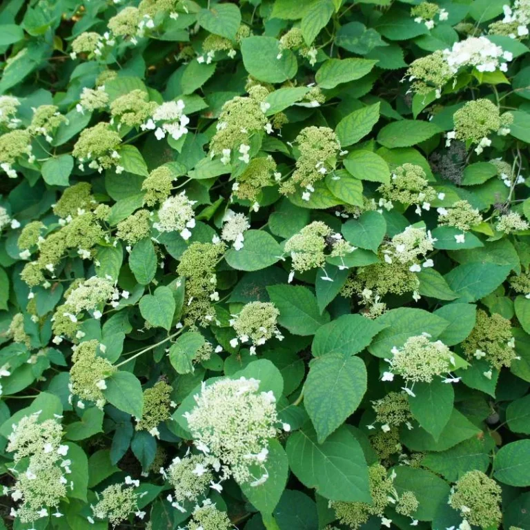 Hydrangea
