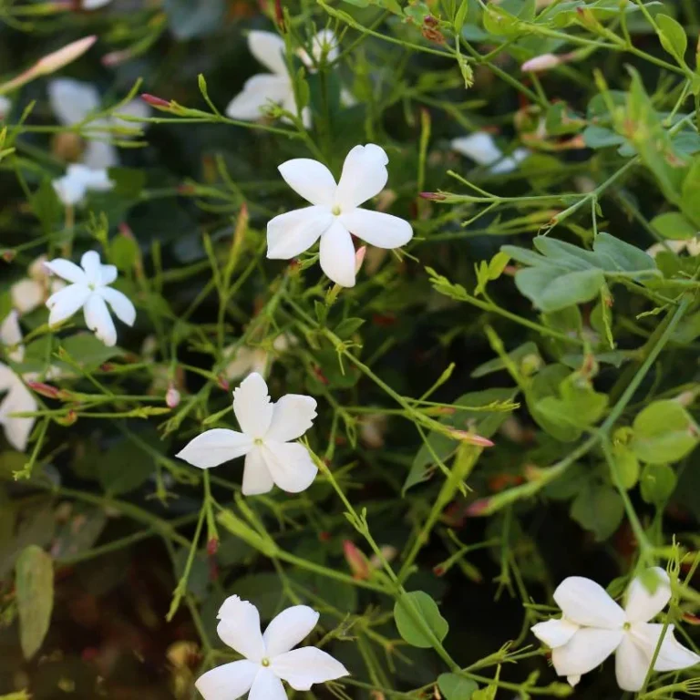 Jasmine