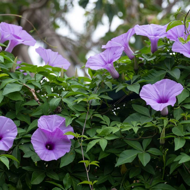 morning glory